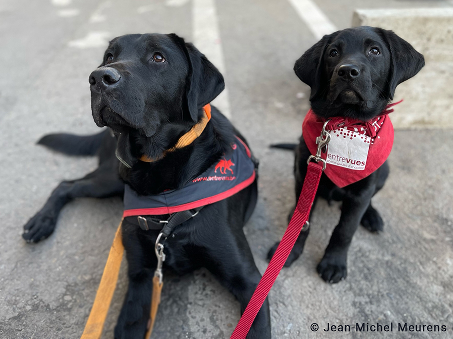 Entrevues, chiens en formation
